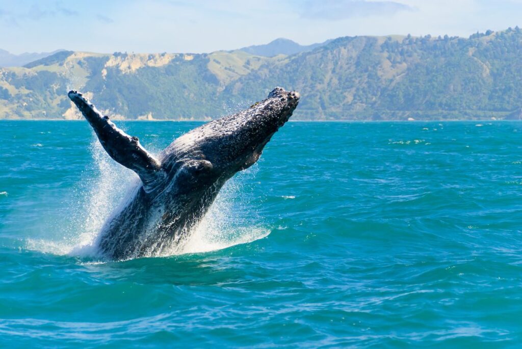 Humpback Whale Jumping Out Of The Water