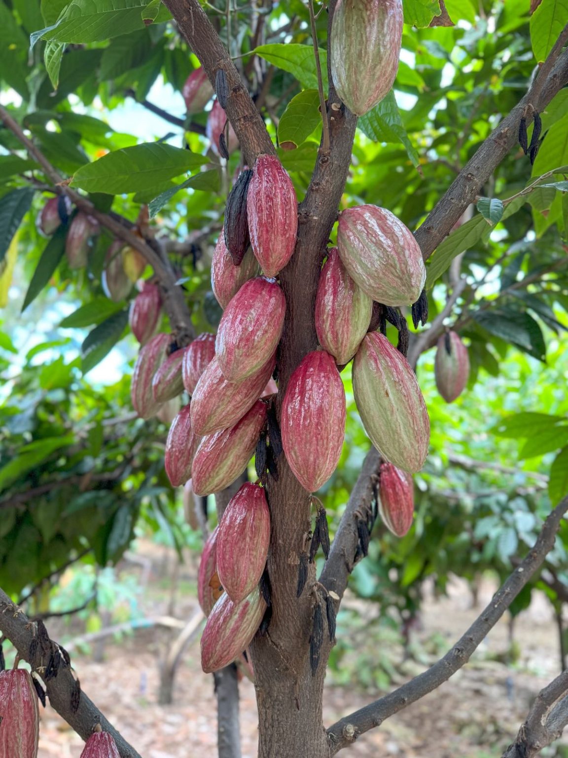 Is the Maui Chocolate Tour Worth It?