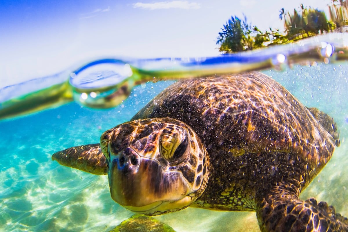 Find out how Hawaii's Green Fee actually benefits families. Image of a Hawaiian green sea turtle